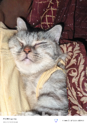 পার্সিয়ান বিড়াল (Fmale)